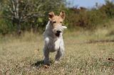 FOX TERRIER 088